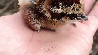 Interesting video