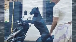 Gak mau tapi dipaksa. Ini namanya bukan setia, ini tersandera. #Anjing #Motor #Lucu #Fyp #Boti #Woof