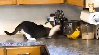 Best Cat Moments ???? | TRY NOT TO LAUGH – FUNNY Cat FAILS Compilation