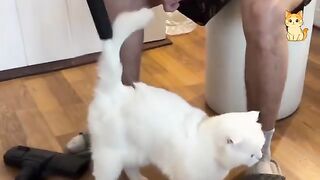 Get Ready to Cry LAUGHING with these CATS ???? Funny Cat Videos