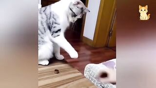 Impossible Not to Laugh  Funniest Cat Clips 2026