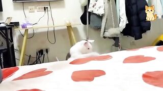 These CATS are too FUNNY!  New Cat Videos 2026 Pop Cat Laugh