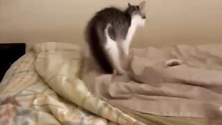 Try Not To Laugh  Funniest Cats Caught on Camera