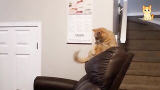 Impossible Not to Laugh  Funniest Cat Clips 2026 2