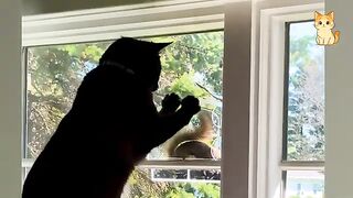 Funny Cat vs Other Animals  Unexpected Moments That Will Make You Laugh