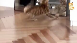 Try Not To Laugh  Funniest Naughty Cats 2026