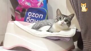 Funniest Confused Pets Compilation  Cat and Dog Compilation That Will Make You Laugh Until You