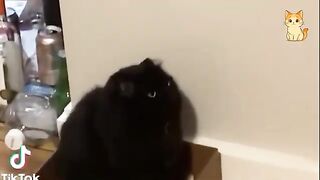 Best Funny Animal Videos  | Funniest Cat Moments Compilation 2026