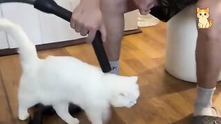 You Can’t Stop Laughing At These Cats  | Funniest Cat Videos 2026