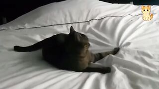 Cats REALLY Use 100%