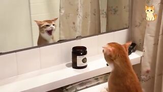 Try Not To Laugh 5