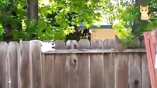 Funny Cat vs Animals