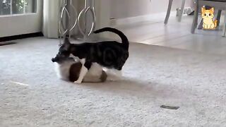 You'll Laugh Until You Cry