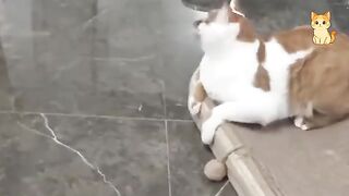These CATS are too FUNNY!