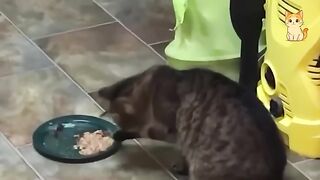 TRY NOT TO LAUGH 15