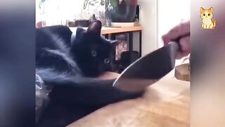 Try Not To Laugh Challenge 9