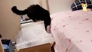 Cat Fails & Funny Moments