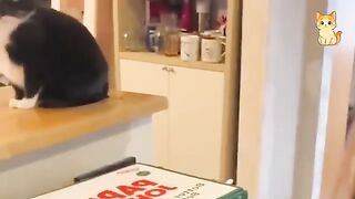 Try Not To Laugh! 2