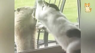 Funny Cat vs Animals 2