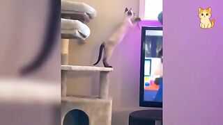 These CATS are COMEDY GOLD