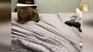 When Cats Meet Other Dogs