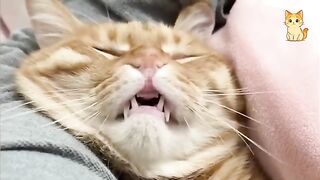 Best Cat Moments