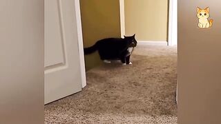 Try Not to Laugh at These Cat Fails 2