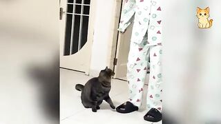 Try Not To Laugh Funniest Cats