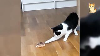 The funniest CAT