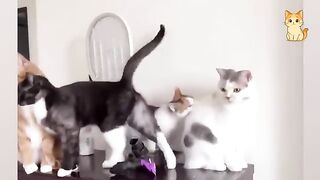 These CATS are too FUNNY! 2