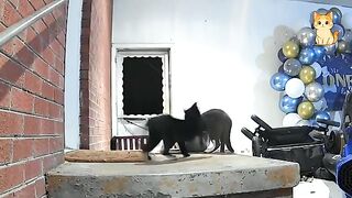 Too The Best Funny CAT Videos Make You Unable To Stop Laughing