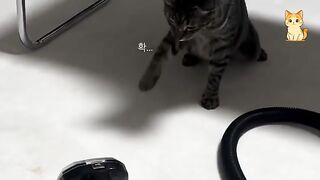 Hilarious Cats Being Unhinged