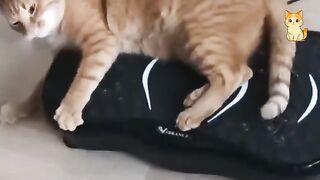 Funniest Cat Videos of All Time