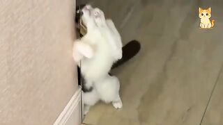 Hilarious Cats Compilation