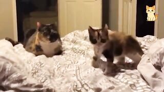 When Cats Meet Each Other