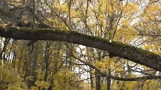Beautiful forest 3