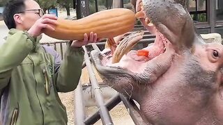 You Won't Believe What This Hippo Can Eat.. #shorts