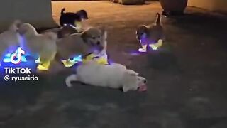 So Cute Dog Babies 2