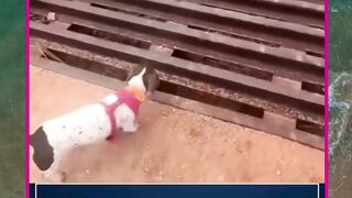 kucing pemenangnya