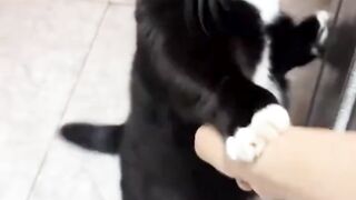 petinju ni bosss