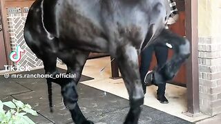 Beautiful Horse Dancing