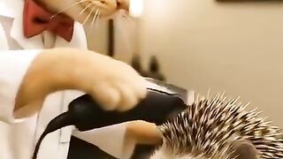 Asshole cat!!!!Smile!Humor!