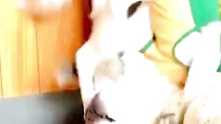 Funny Dogs and Funny Cats #cat #dog #funnydogs #funnycats #cutedogs #cute #cutecats 2
