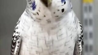 the Blackface mutation on a white base (Blue series).