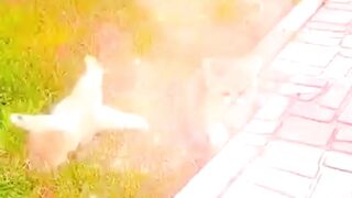 Funny Cats #cat #funnycats #cutecat #catvideo #catreels