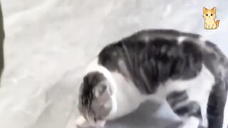 Cats REALLY Use 100% Of Their Brains