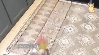 Funny Cats vs Other Animals
