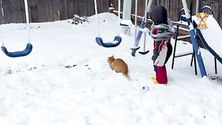 HILARIOUS CAT FAILS