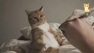 Funniest Cats of the Year