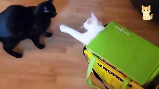 The Most dramatic cats moments ever! 2